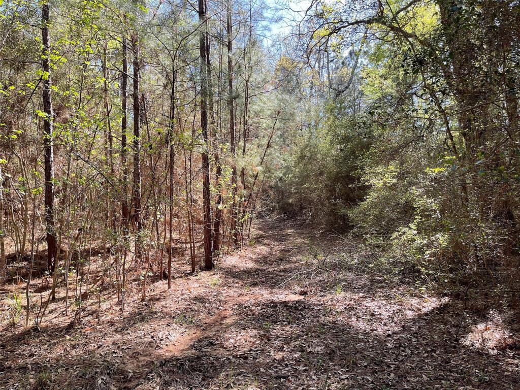 11-29-34 Grey Feather Road, Huntsville, Texas image 8