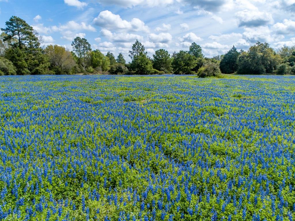 1255 County Road 260 Rd, Hallettsville, Texas image 37