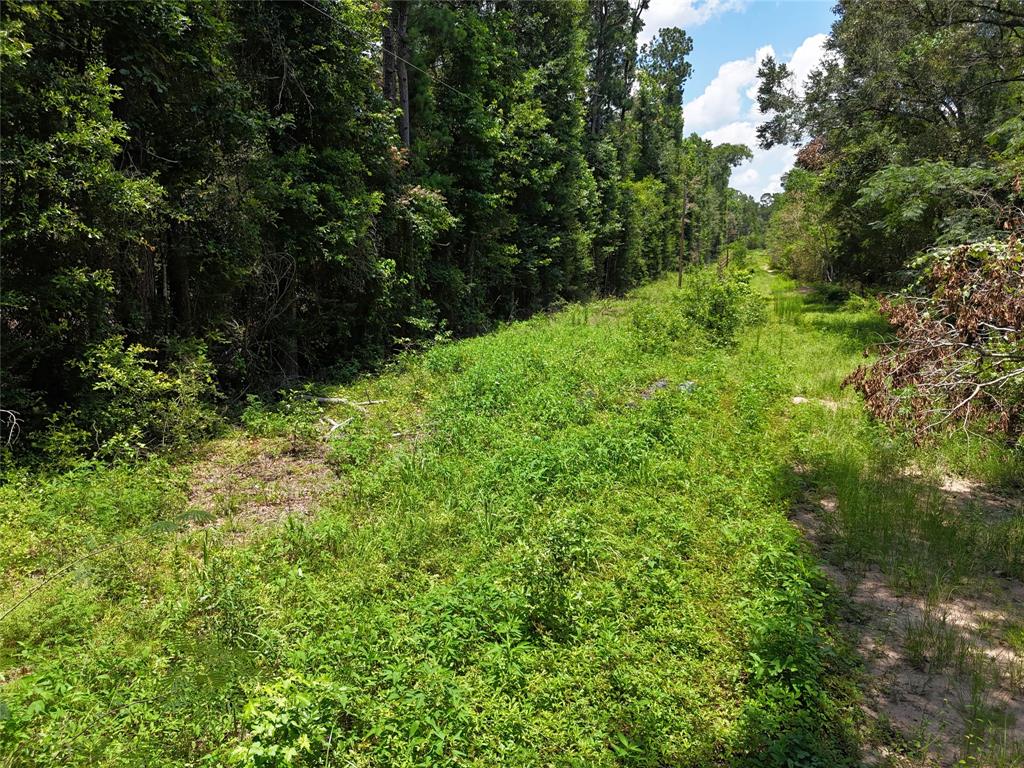 TBD Roger Miller Road, Livingston, Texas image 8