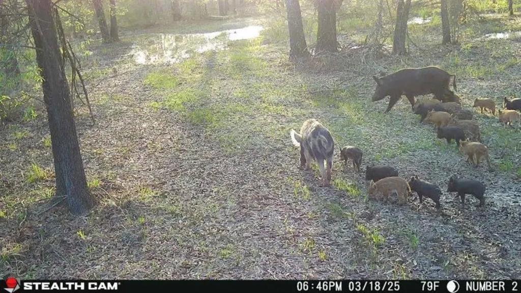 950 Private Road 8160, Lovelady, Texas image 20