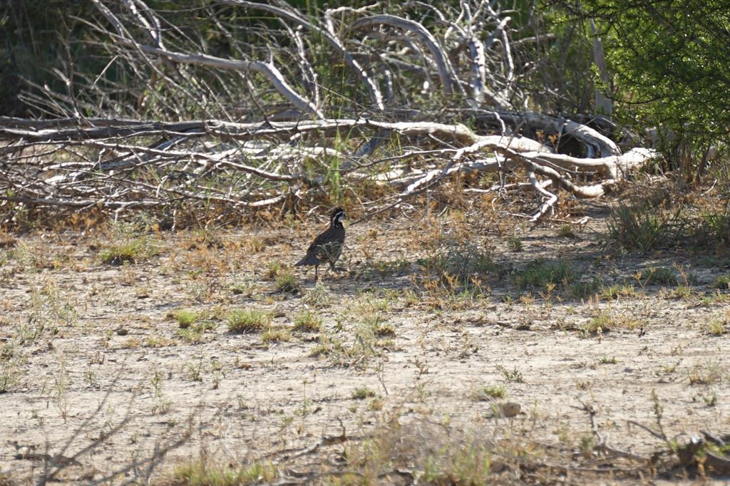 000 Rr 1024, Ozona, Texas image 33