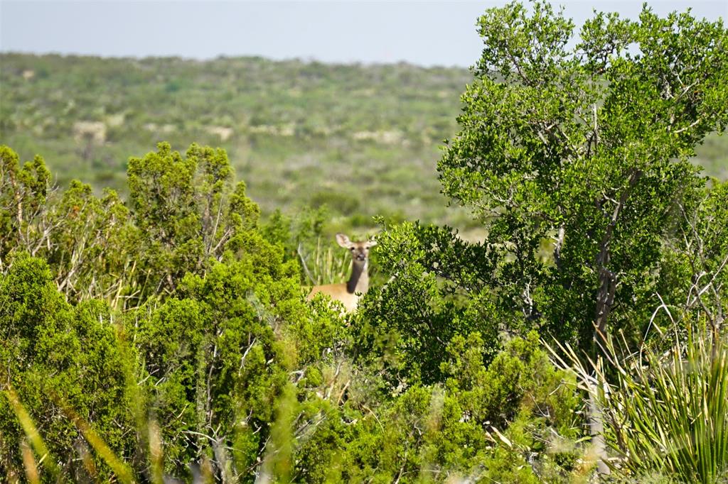 000 Rr 1024, Ozona, Texas image 29