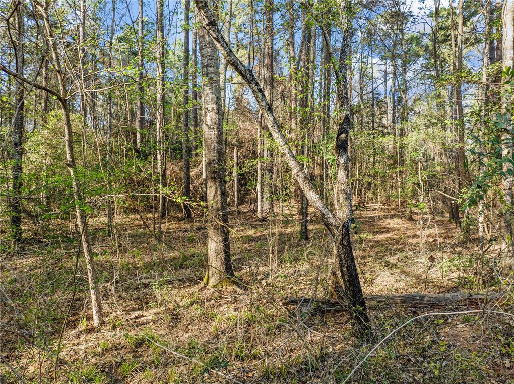 188 County Road 123, San Augustine, Texas image 3
