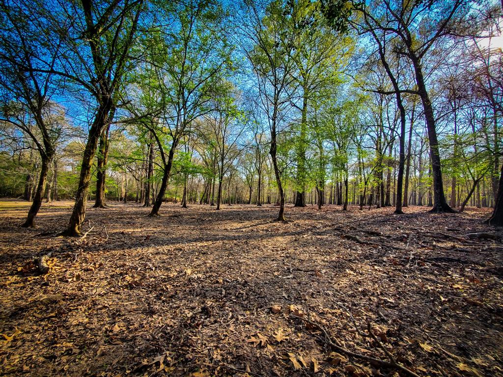 28235 Cambridge Blvd Boulevard, New Caney, Texas image 9