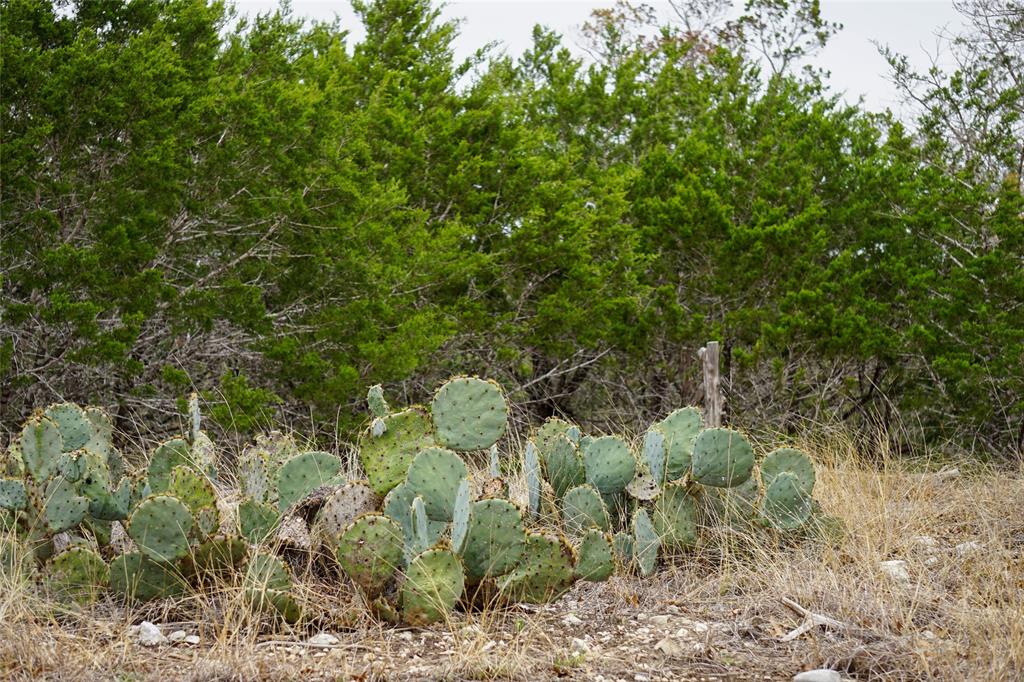 1450 Primrose Ln, Kerrville, Texas image 5