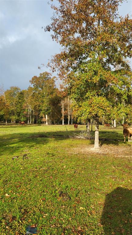 Runnels Road, Coldspring, Texas image 2