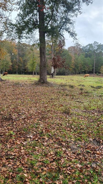 Runnels Road, Coldspring, Texas image 3