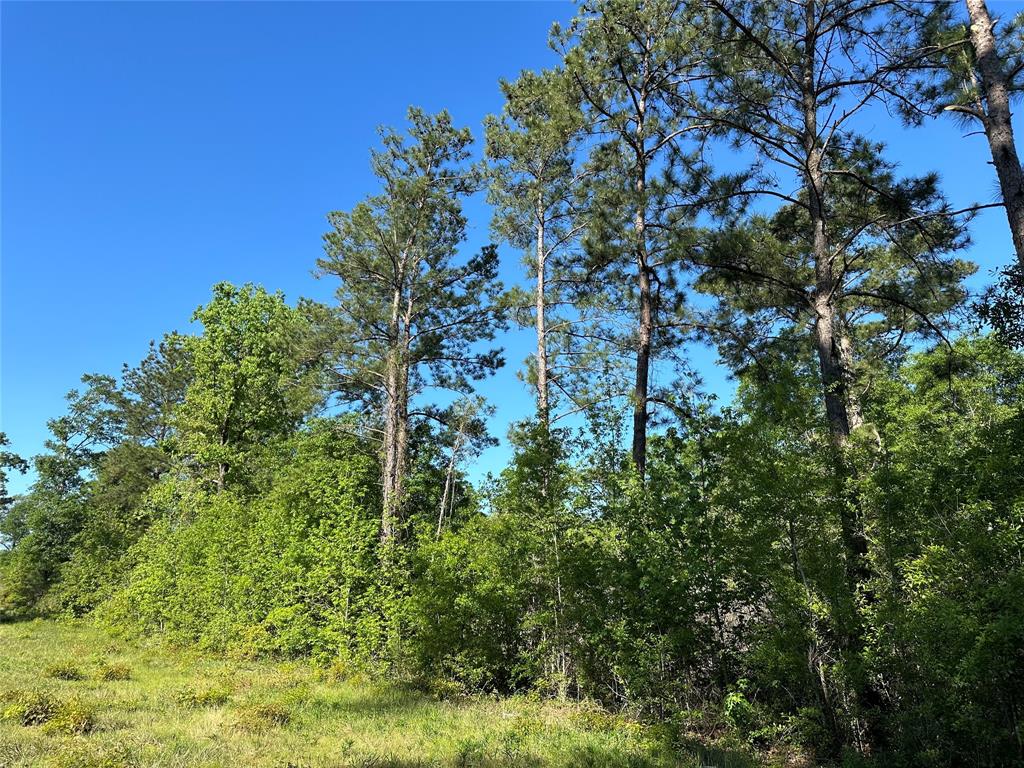 Hardy Bottom Road, Huntsville, Texas image 6