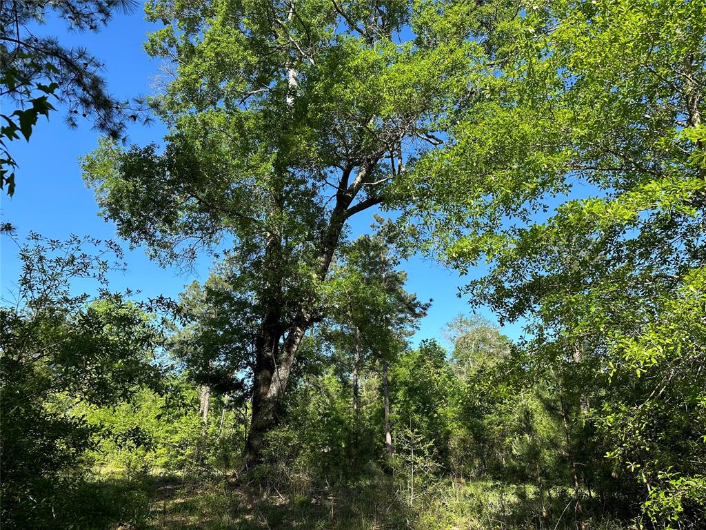 Hardy Bottom Road, Huntsville, Texas image 8