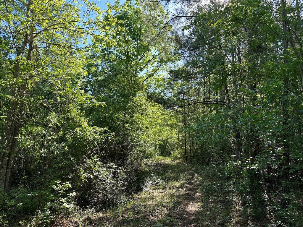 Hardy Bottom Road, Huntsville, Texas image 12