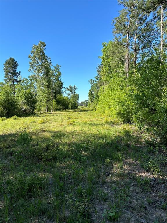 Hardy Bottom Road, Huntsville, Texas image 15