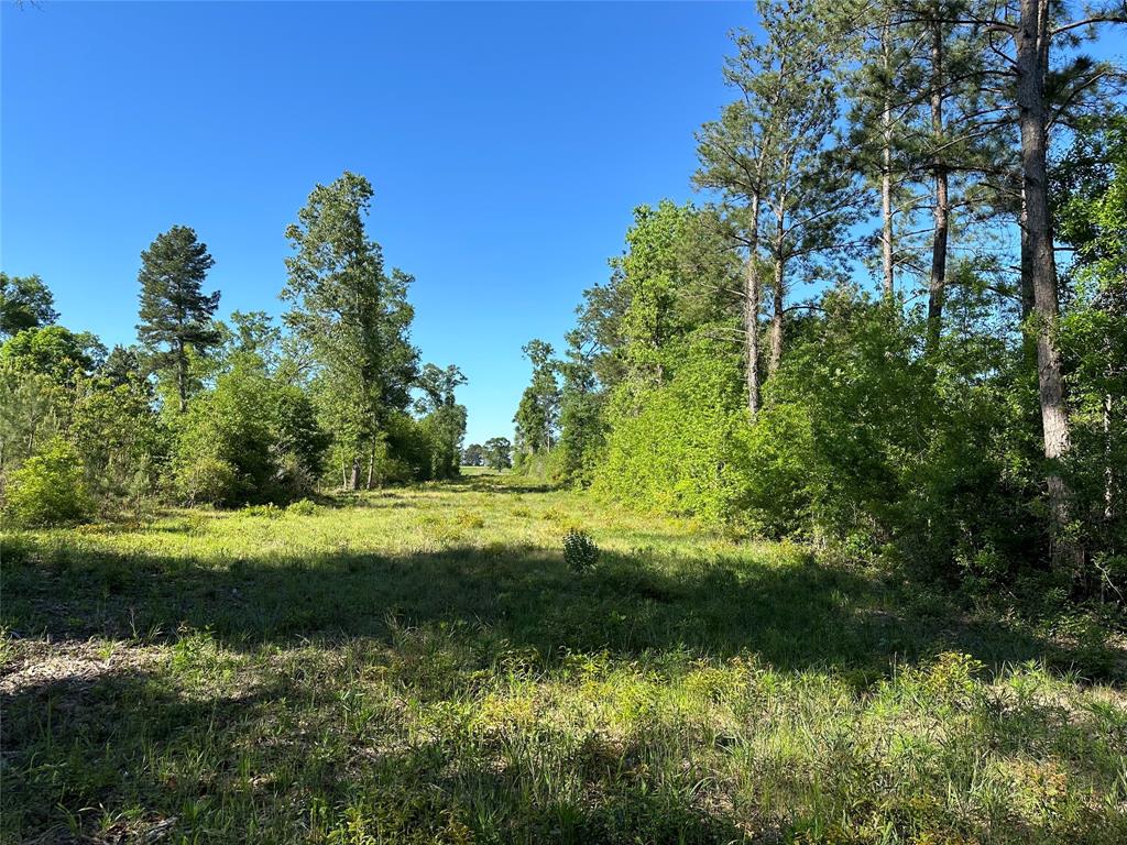 Hardy Bottom Road, Huntsville, Texas image 9