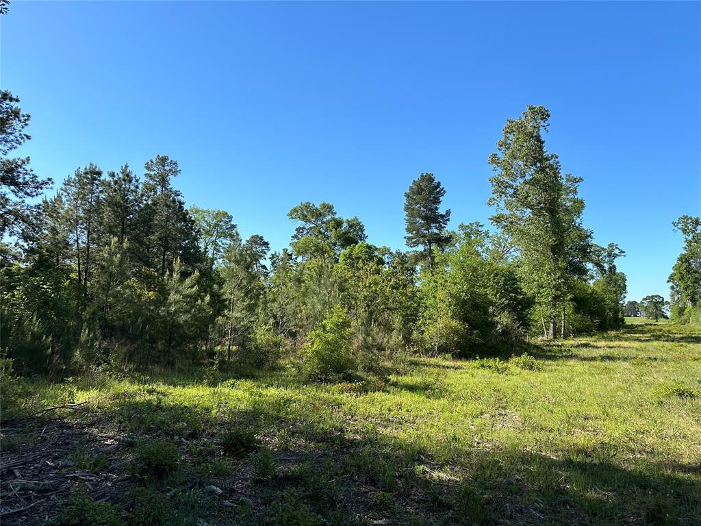 Hardy Bottom Road, Huntsville, Texas image 7