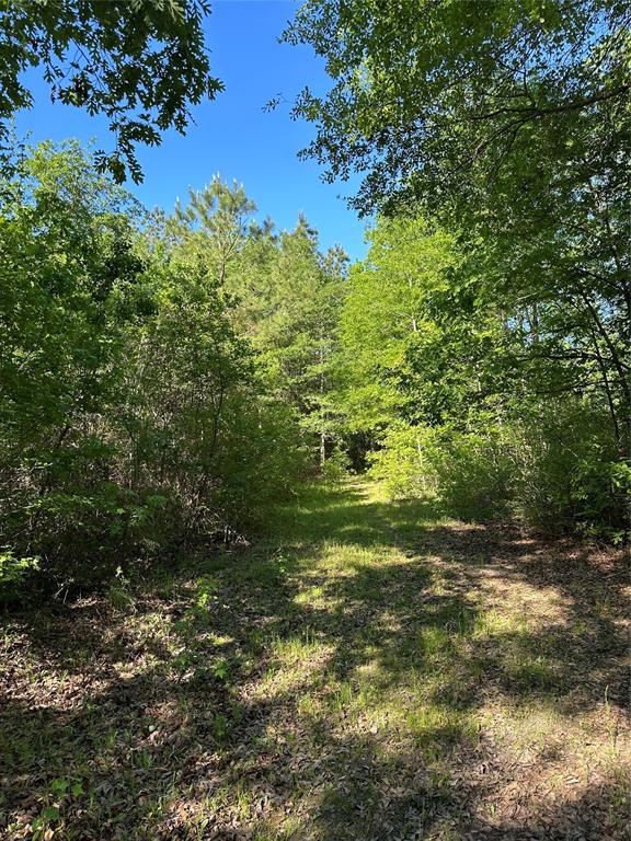 Hardy Bottom Road, Huntsville, Texas image 14