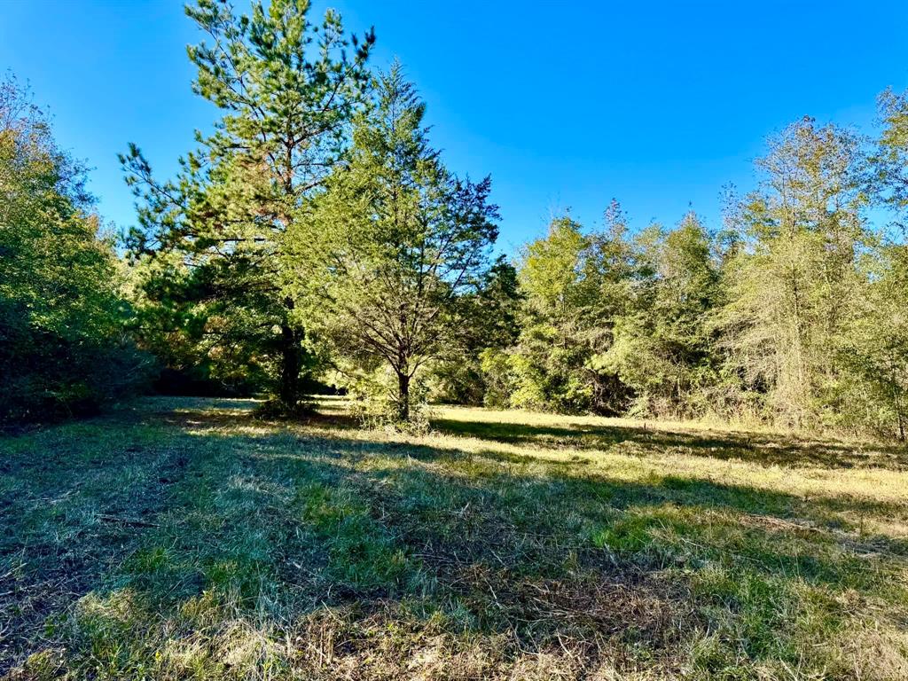 TBD County Road 4392, Spurger, Texas image 5