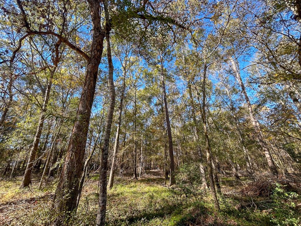 Camp Branch Road, Trinity, Texas image 25