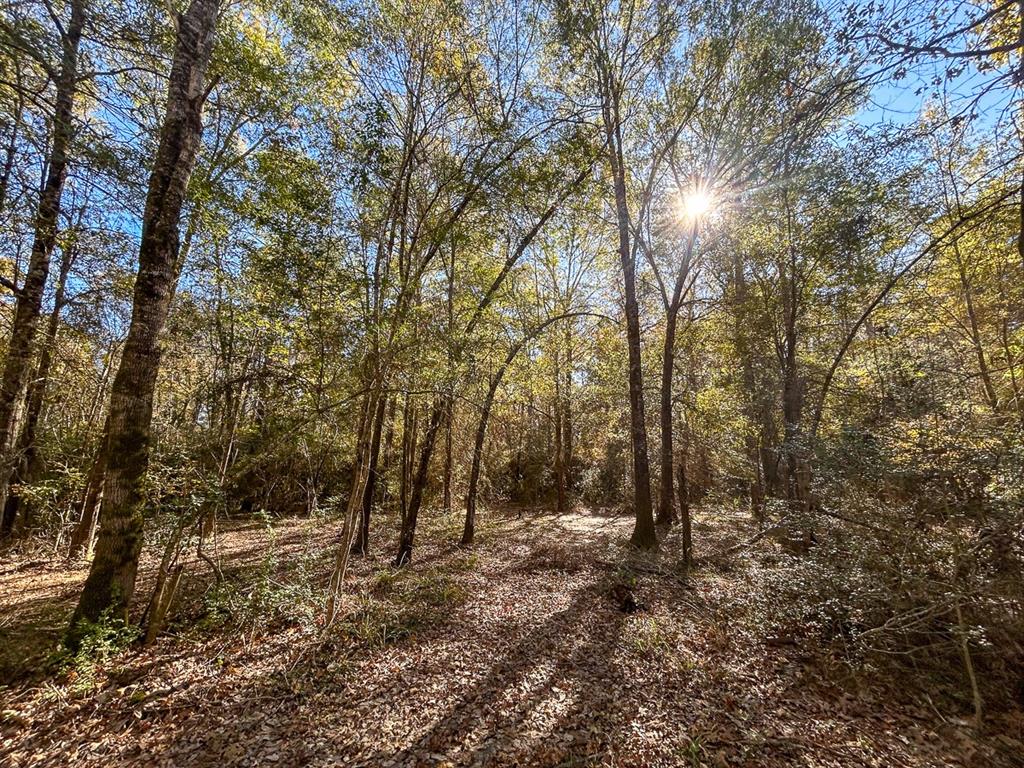 Camp Branch Road, Trinity, Texas image 33