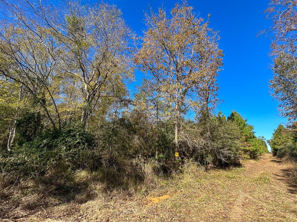 Camp Branch Road, Trinity, Texas image 26