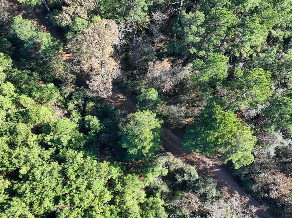 Camp Branch Road, Trinity, Texas image 3