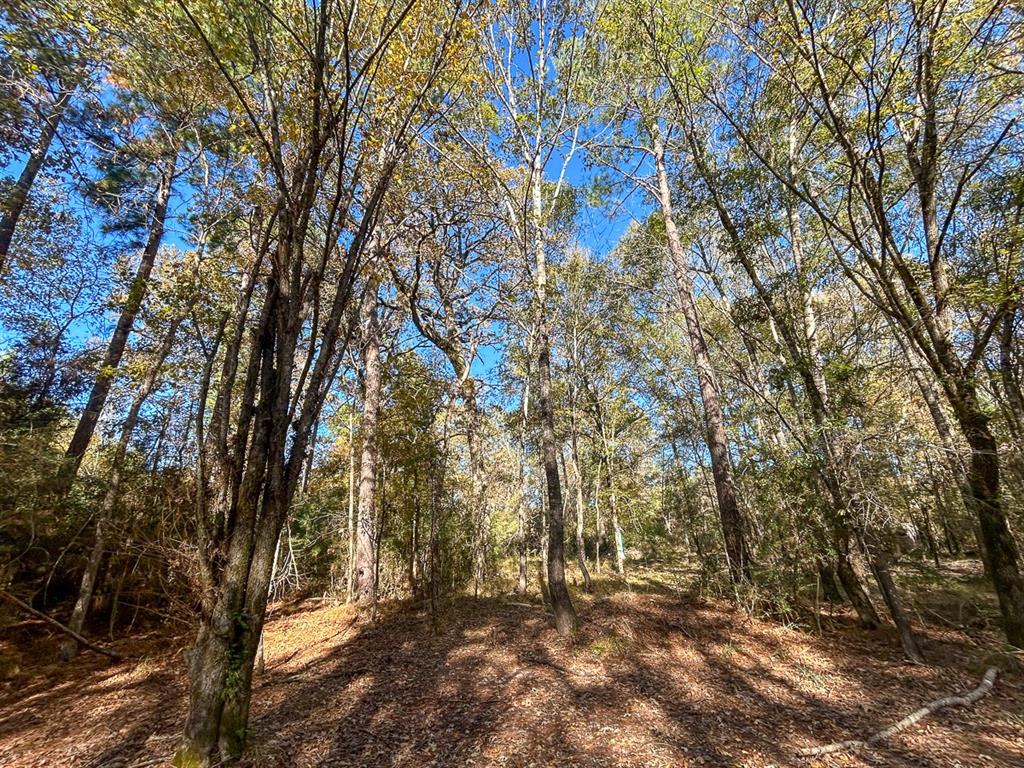 Camp Branch Road, Trinity, Texas image 32