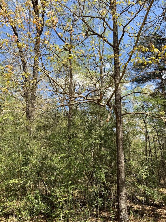 157 Foyt Drive, Livingston, Texas image 4