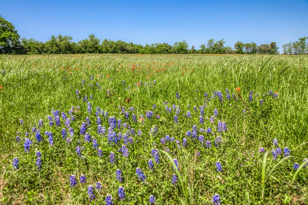 TBD Tegeler Road, Brenham, Texas image 17