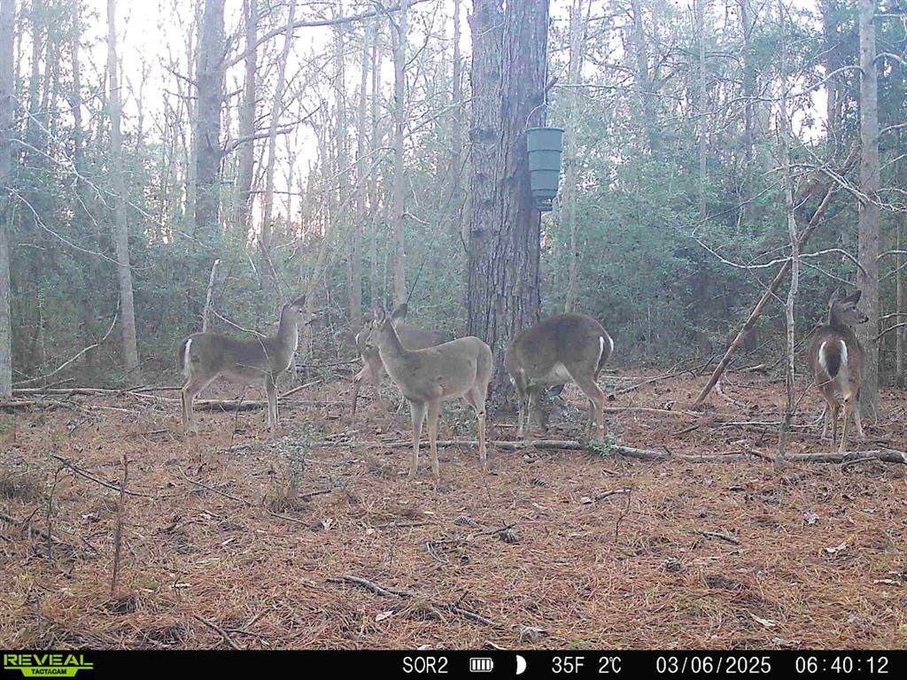 1 TBD County Road 3064, Kirbyville, Texas image 34