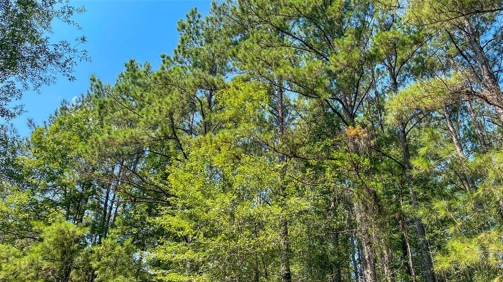 1 TBD County Road 3064, Kirbyville, Texas image 12