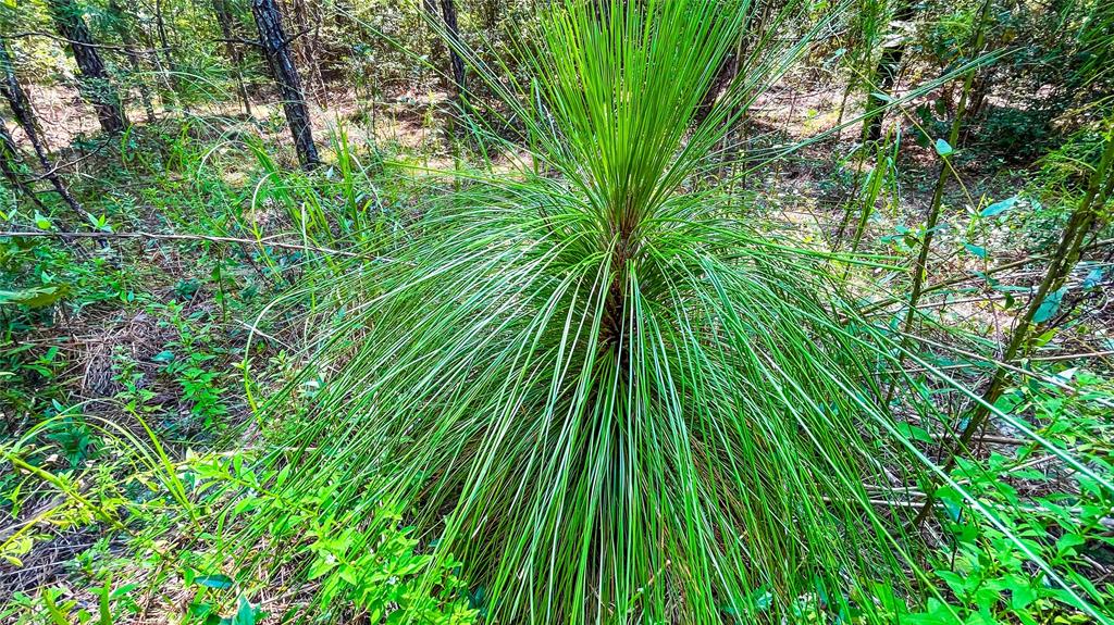1 TBD County Road 3064, Kirbyville, Texas image 13