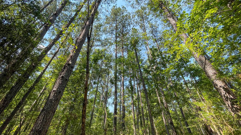 1 TBD County Road 3064, Kirbyville, Texas image 16