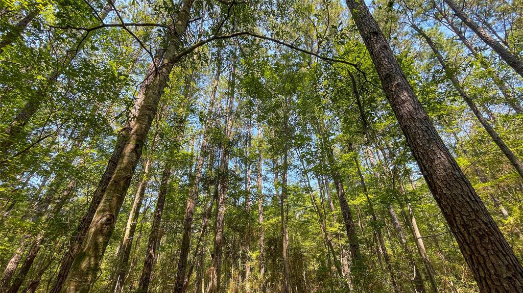 1 TBD County Road 3064, Kirbyville, Texas image 15
