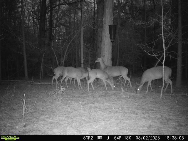1 TBD County Road 3064, Kirbyville, Texas image 32