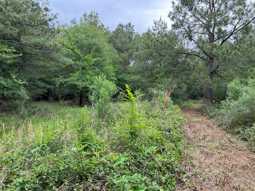 Tract 5 English Rd Road, Bedias, Texas image 3