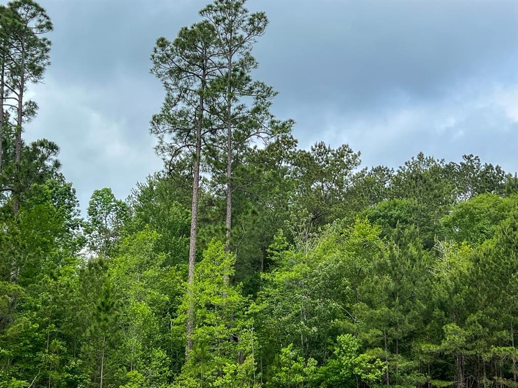 Elise Gore Lane, Silsbee, Texas image 3