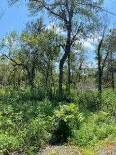 4227 County Road 347 Road, Brazoria, Texas image 8