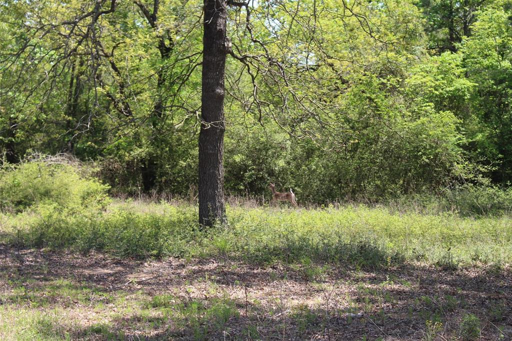 Tract 166 Private Road 1311, Centerville, Texas image 12