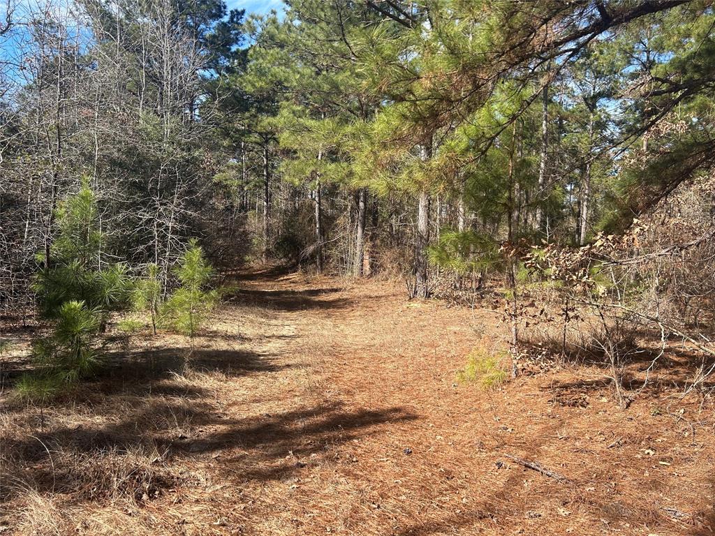 000 Fm 3016, Grapeland, Texas image 15