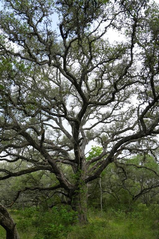 Lot 29 Shorebird Lane, Columbus, Texas image 10