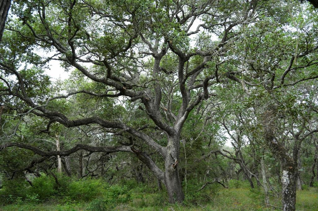 Lot 29 Shorebird Lane, Columbus, Texas image 14