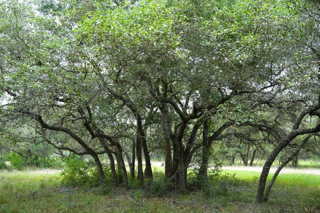 Lot 29 Shorebird Lane, Columbus, Texas image 12