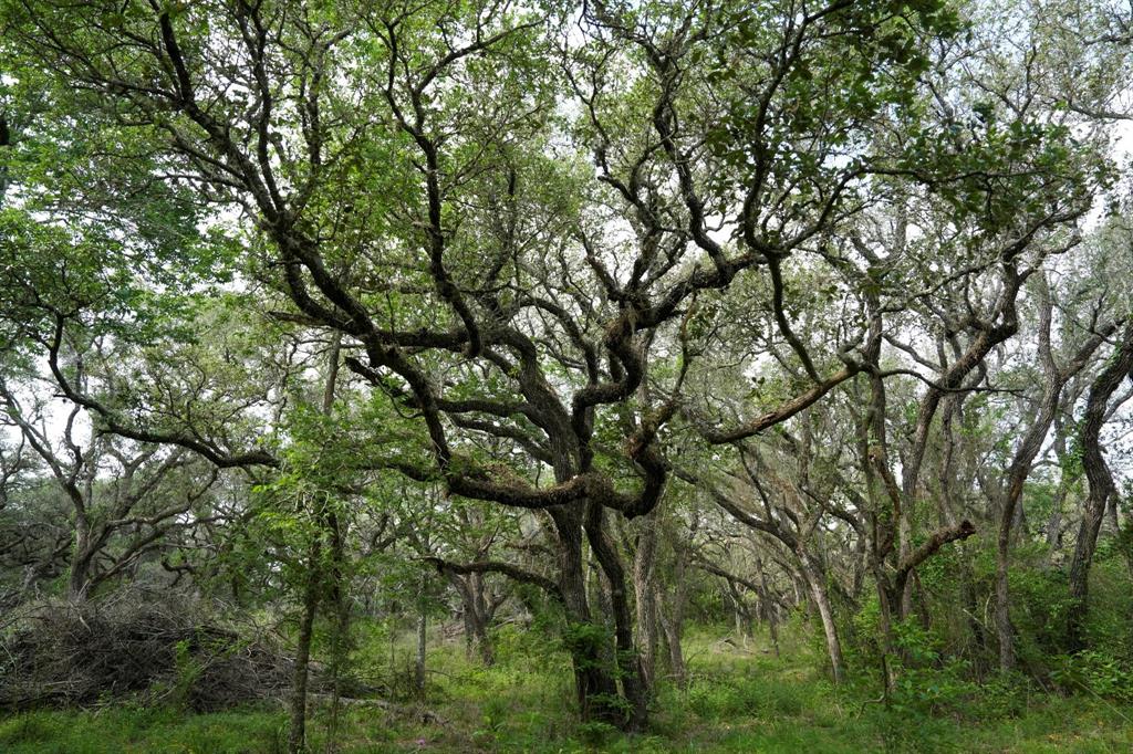 Lot 29 Shorebird Lane, Columbus, Texas image 9