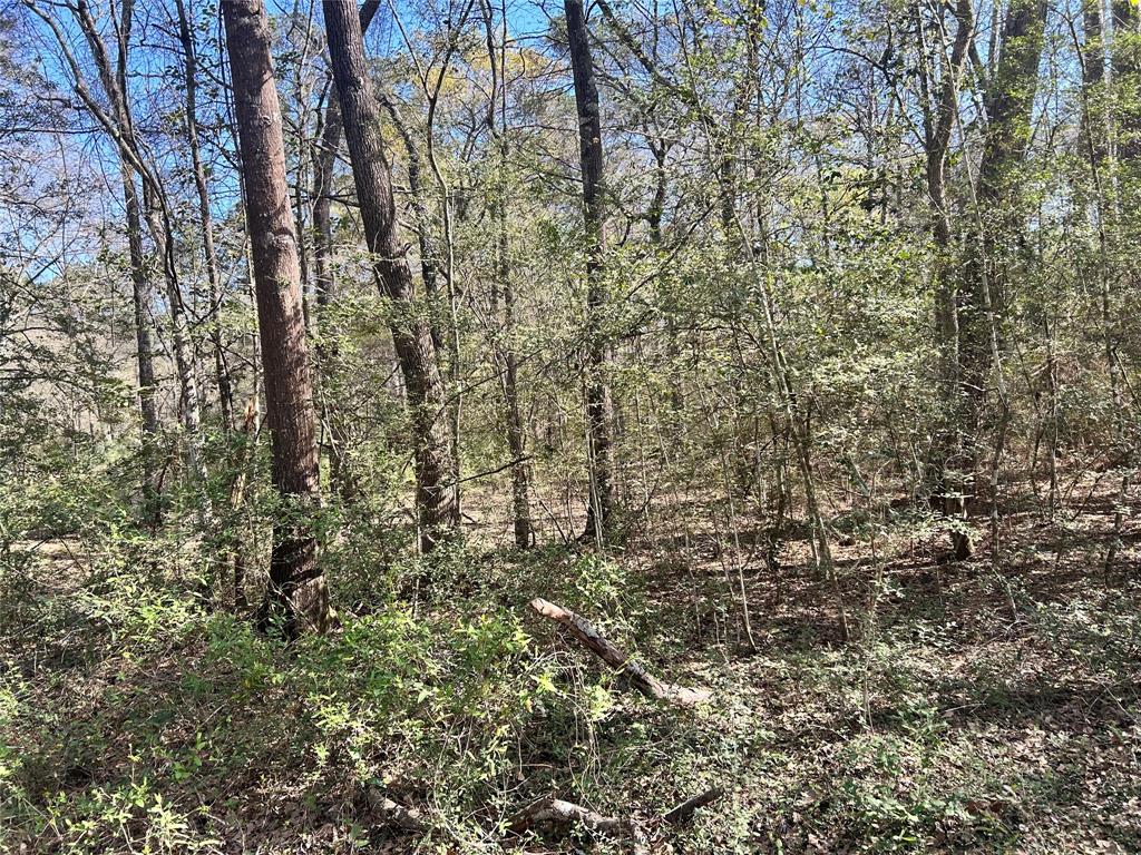 16383 Largent Drive, Plantersville, Texas image 3