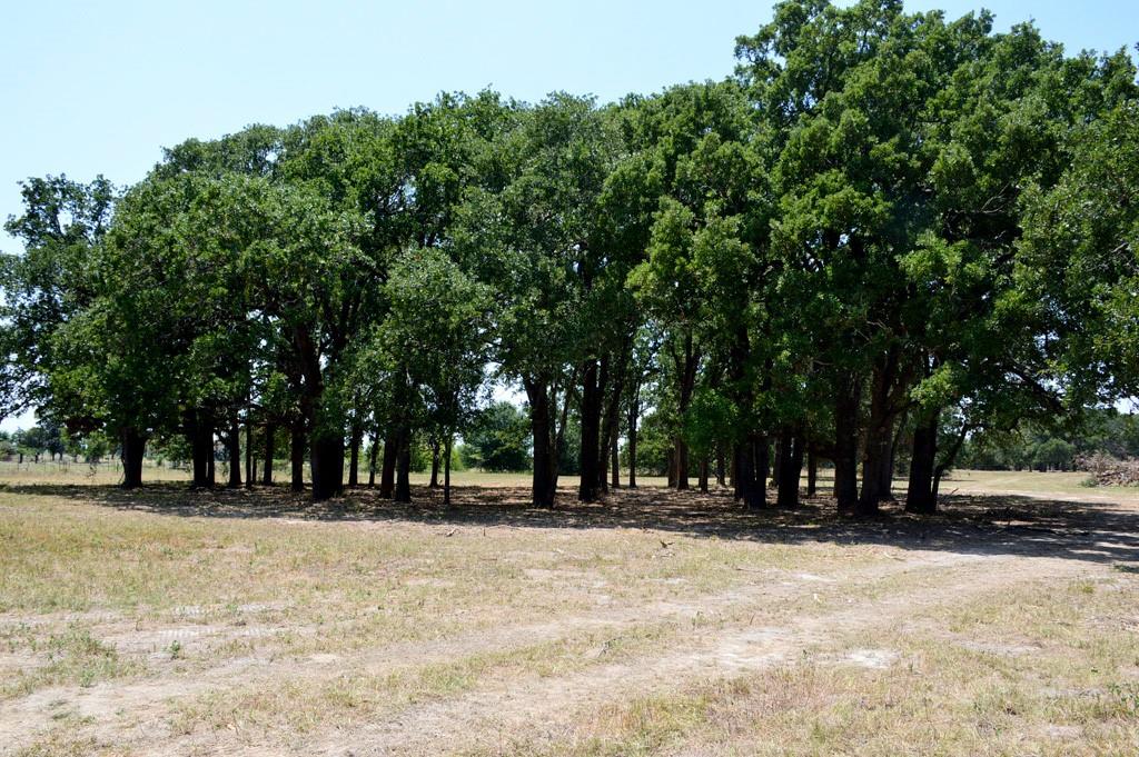 TBD 119 Fm 1227, Navasota, Texas image 3