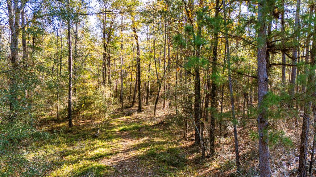 038 Sportsman Retreat Road, Onalaska, Texas image 10