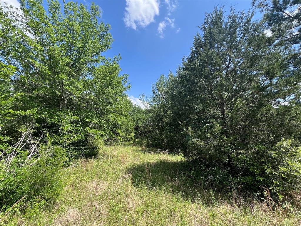 Lot #2 Cr 218 Road, Anderson, Texas image 4