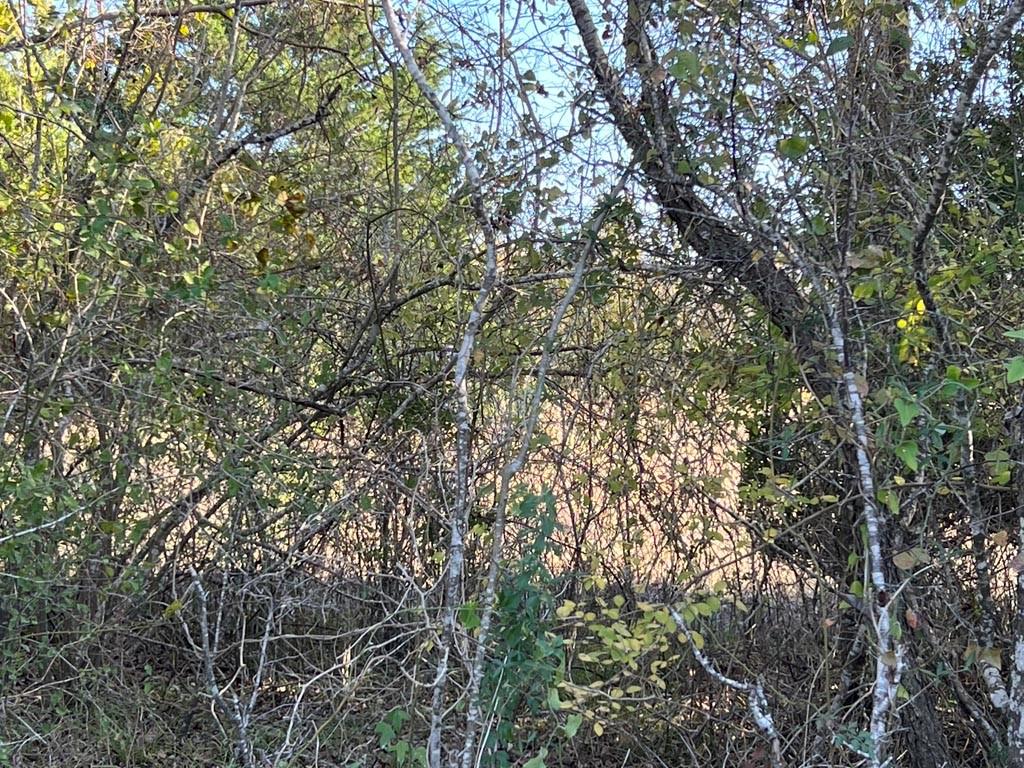 Lot #2 Cr 218 Road, Anderson, Texas image 2