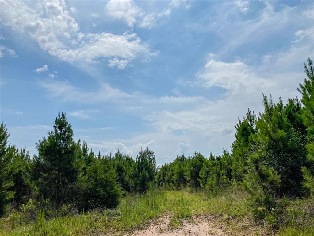 0000000 Red Hollow Rd, Leggett, Texas image 11