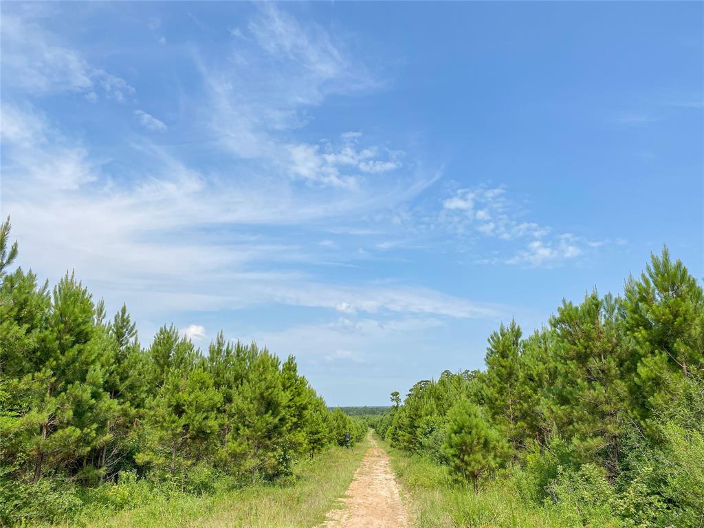 0000000 Red Hollow Rd, Leggett, Texas image 10