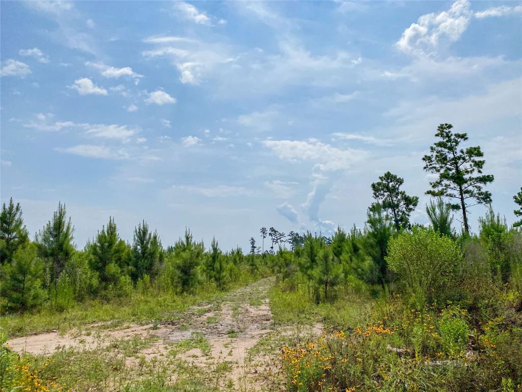 0000000 Red Hollow Rd, Leggett, Texas image 3