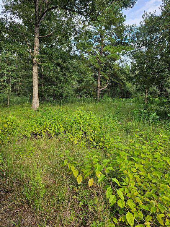 TBD E Beverly Drive, Shepherd, Texas image 10